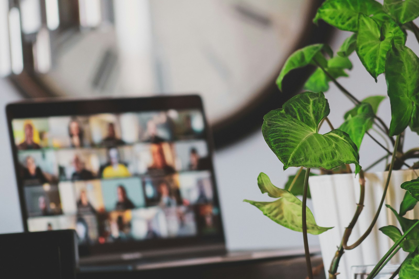 Laptop mit Videokonferenz neben einer Zimmerpflanze